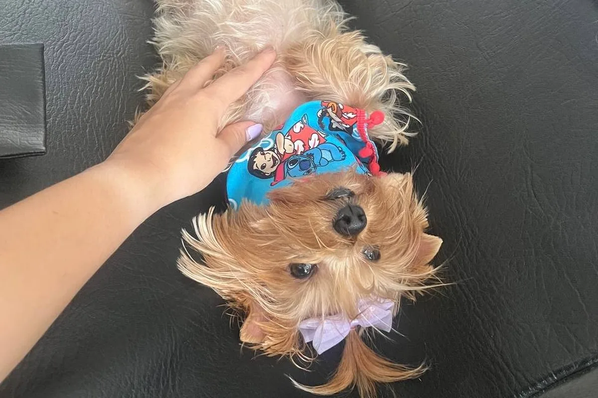 Manos del veterinario con el transductor sobre el abdomen de un perro pequeño