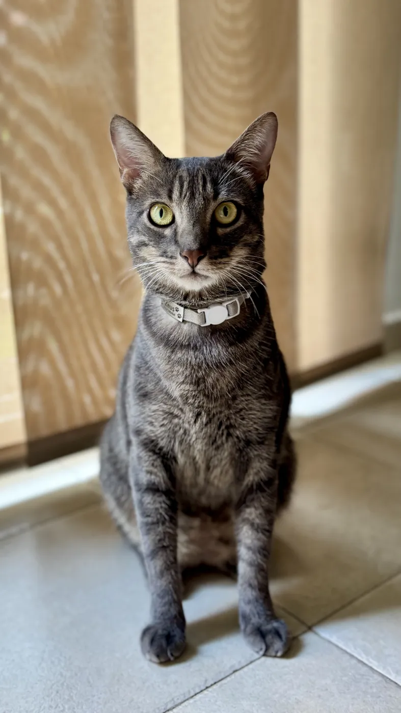 Gato atigrado tranquilo en su casa