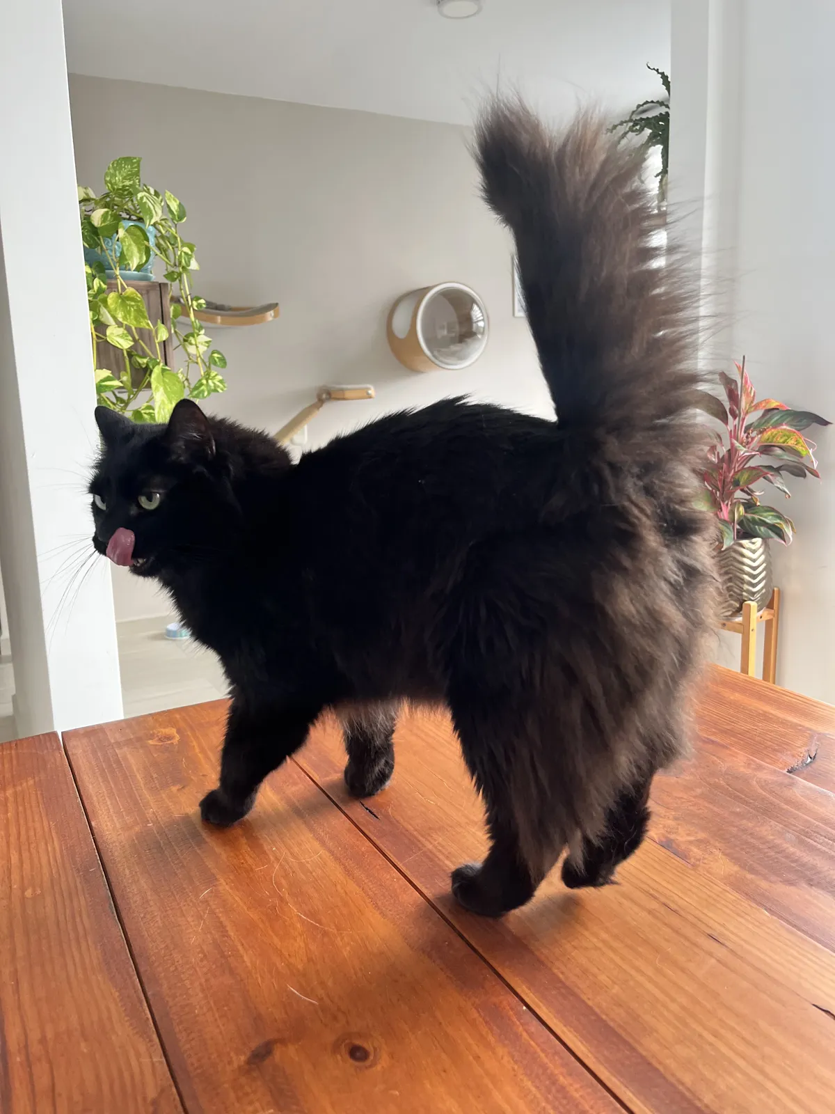 Gato negro de pelo largo caminando tranquilo en su casa