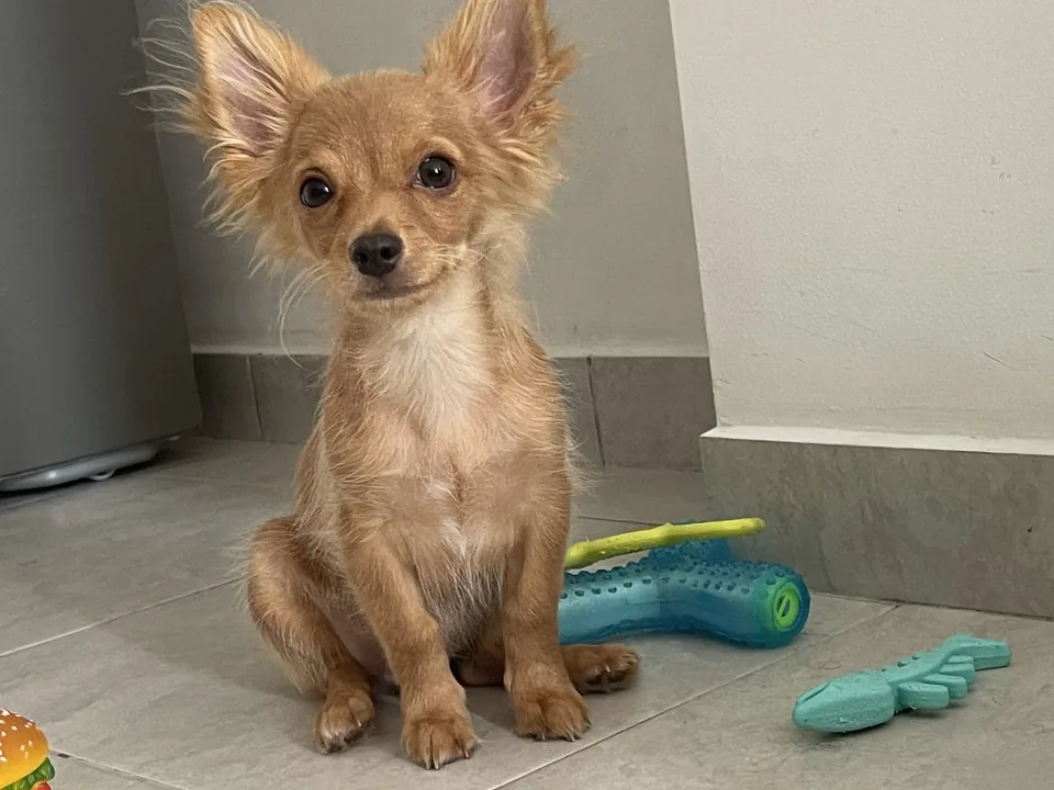 Cachorro chihuahua sentado en el piso de su casa