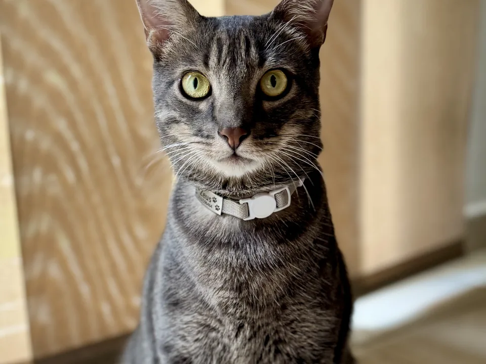 Gato atigrado joven sentado en su casa