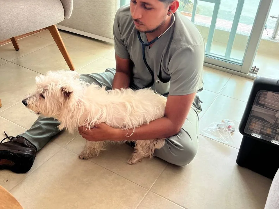 Dr. Jefferson López acompañando a un perro West Highland en la sala de su casa
