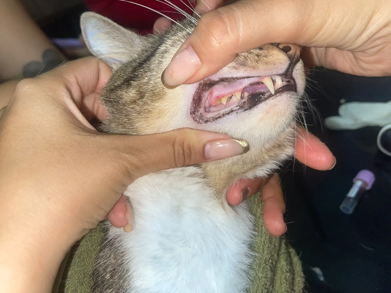 Médica veterinaria revisando con cuidado la boca y los dientes de un gato en su casa