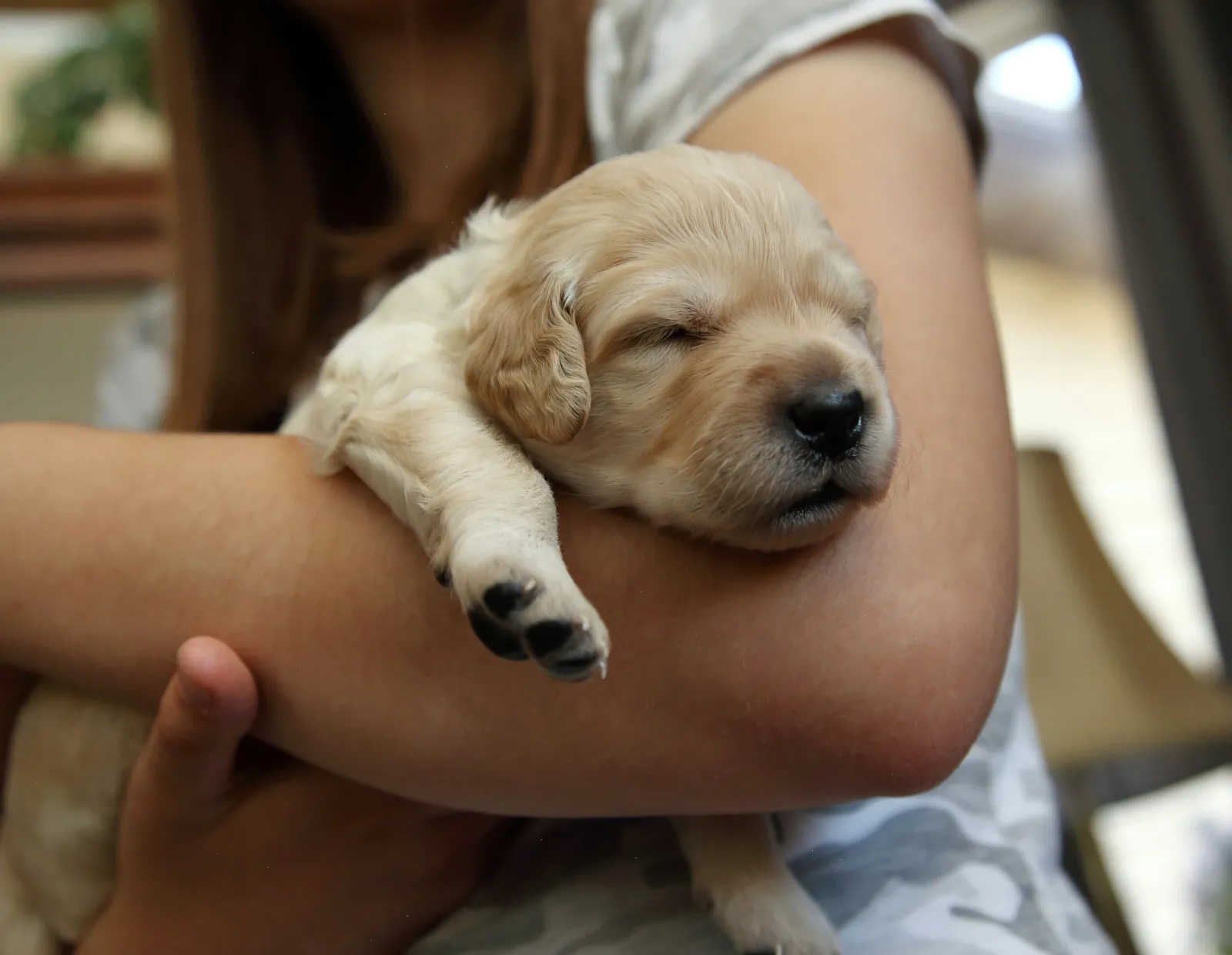 Persona sosteniendo en brazos a un cachorro golden recién nacido, dormido