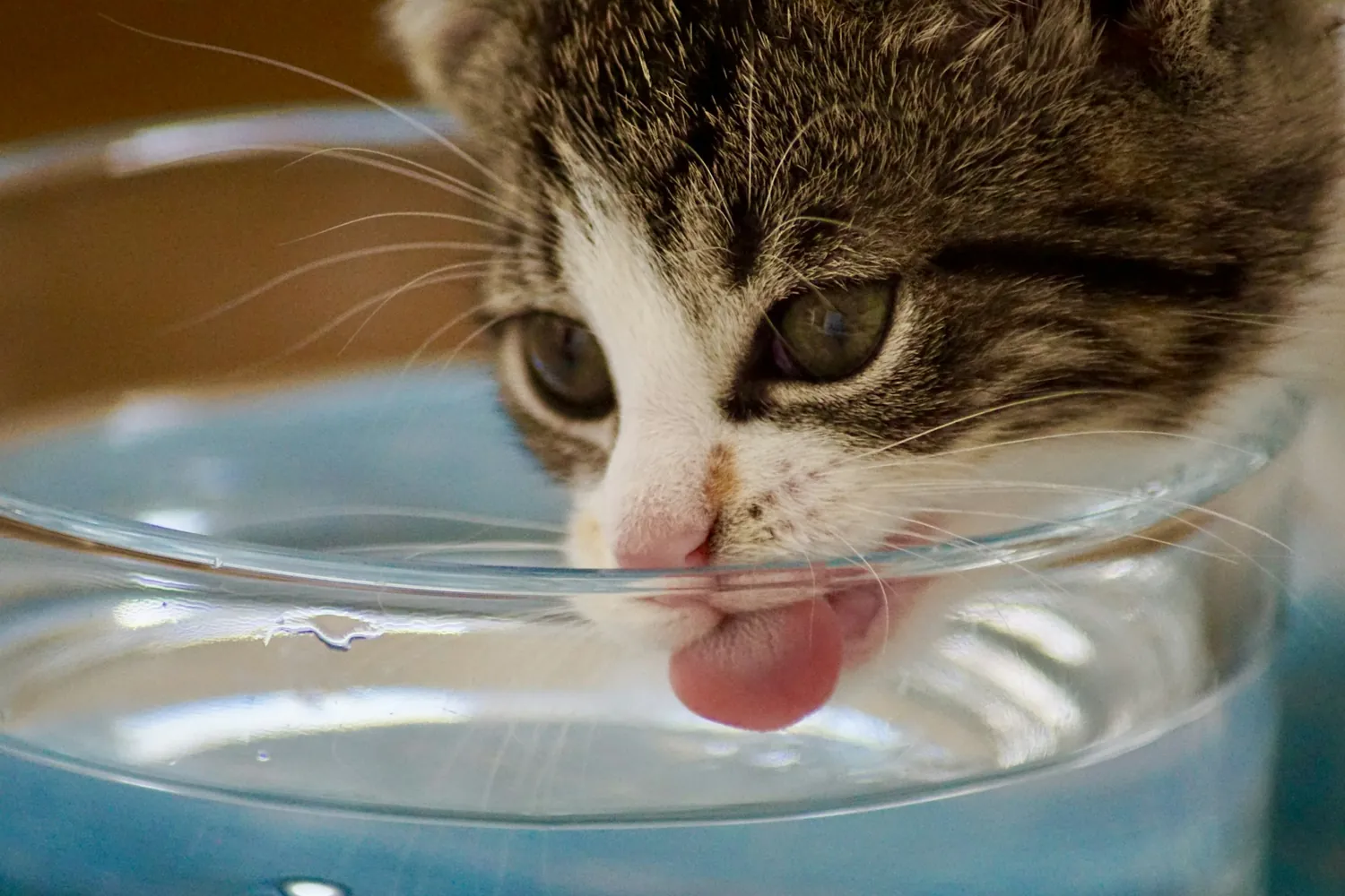 Gato bebiendo de un bebedero en casa