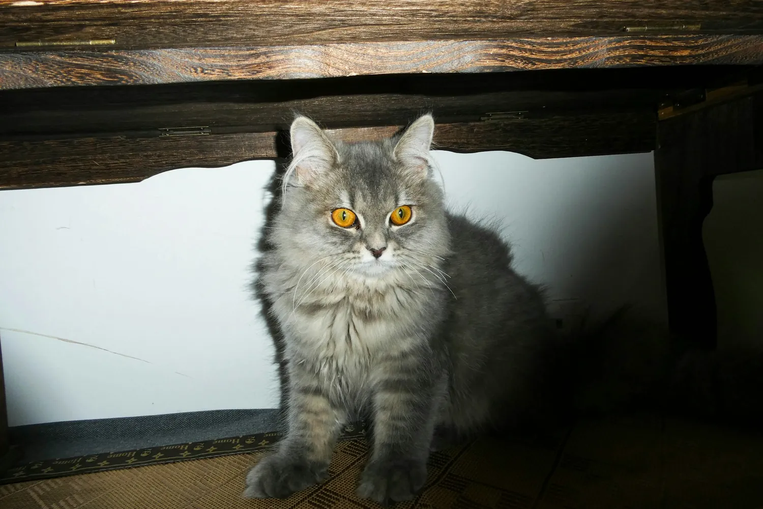 Gato encogido en postura de dolor