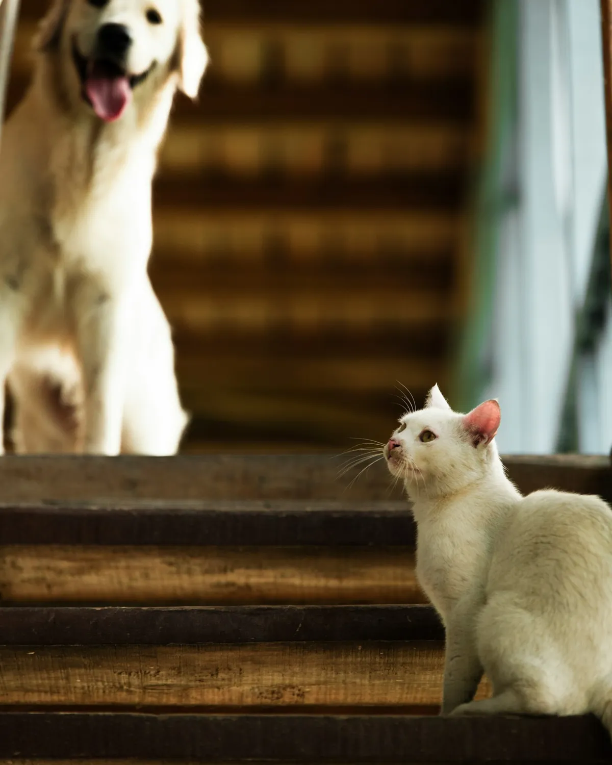 Un perro golden y un gato blanco de la misma casa