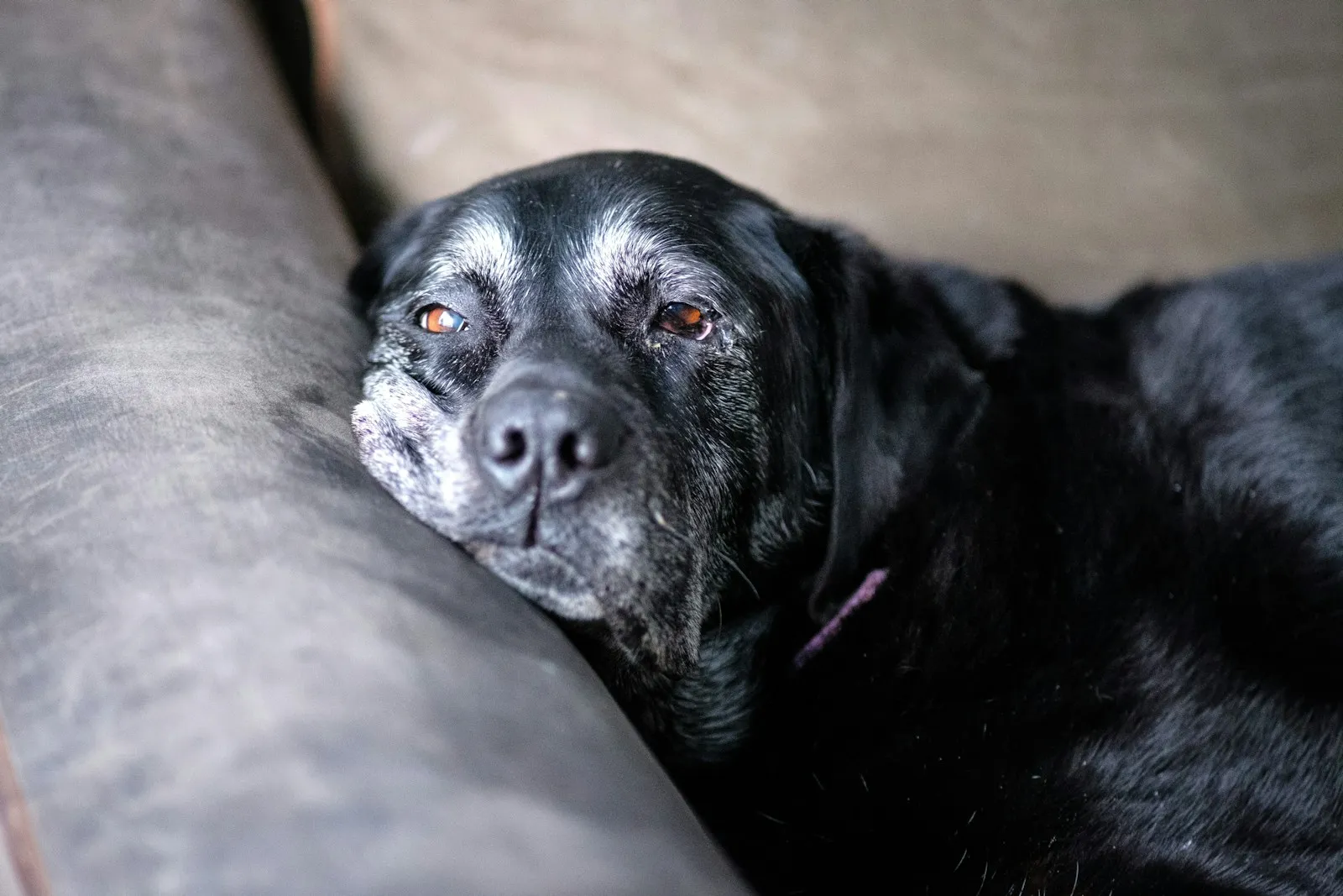 Perro mayor de hocico canoso descansando en el sofá