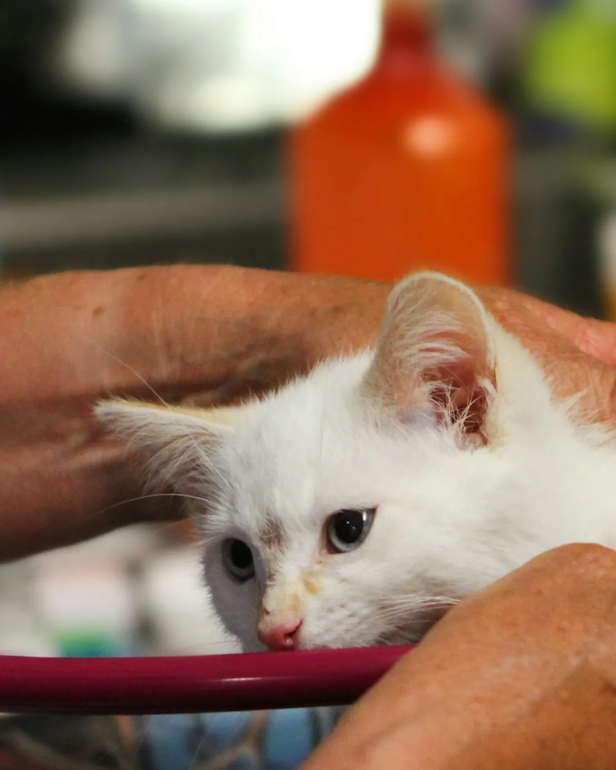 Toma de muestra de sangre a un gato en su casa